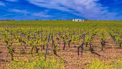 ¿Qué es la denominación de origen en el vino?